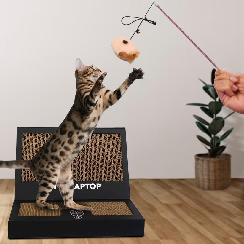 Cat Computer Accessory Kitty Laptop - A Laptop for Your Cat